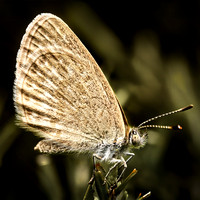 Insects